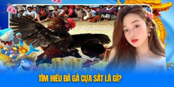 Đá gà trực tuyến 123b.com – Sân chơi uy tín hàng đầu Việt Nam